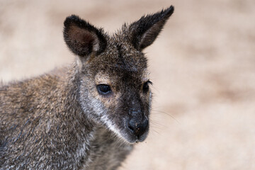 Fototapeta premium kangaroo at the zoo (portrait)