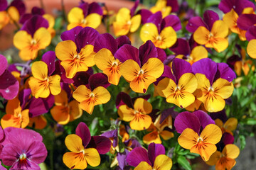 Fototapeta premium Pansy in Japan