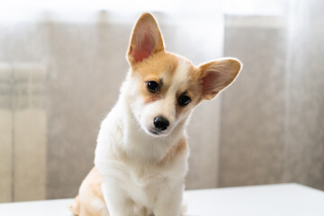 portrait of a beautiful red and white Pembroke Welsh Corgi puppy on a white background