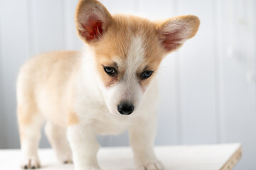 portrait of a beautiful red and white Pembroke Welsh Corgi puppy on a white background