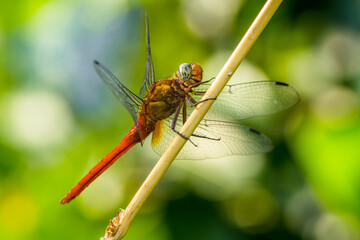 dragonfly perched on branch