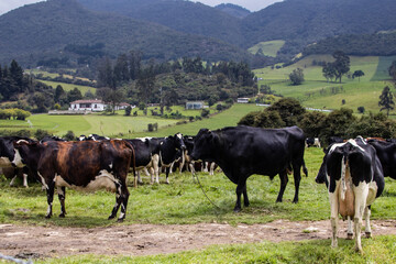 Herd of dairy cattle in La Calera in the department of Cundinamarca close to the city of Bogotá in Colombia