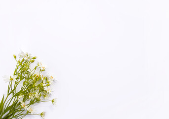 Wildflowers bouquet on white background. Flat lay, top view