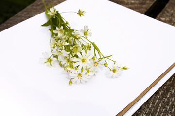 Wildflowers bouquet on white background. Flat lay, top view