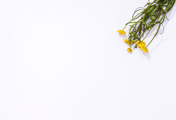 Wildflowers bouquet on white background. Flat lay, top view. Ranunculus acris plants.