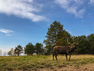 Deer's lying on grass and one deer stands beautifully with blue sky background, sunny day in nature of Russia
