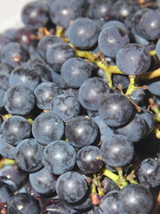 Fresh berries in clusters of black grapes of the Isabella variety. The texture background is fruity.