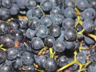 Fresh berries in clusters of clusters grapes of the Isabella variety. The texture background is fruity.