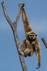 Obraz premium Lar gibbon (or white-handed gibbon) at the zoo