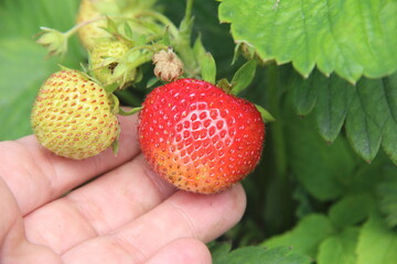 Picking berries in summer. Bright, juicy, ripe garden strawberries.