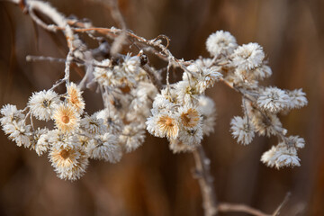 Autumn plant in November in Quebec, Canada