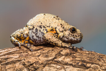 Brown Bullfrog or Gamelan Frog