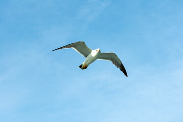 Black-tailed gull at Matsushima, Miyagi, Japan