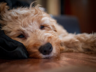 Cute cockapoo puppy falling asleep 