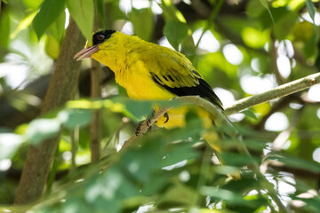 Black-naped Oriole or Oriolus chinensis