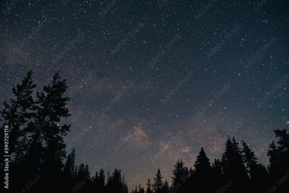 Sticker Forest and the starry sky in the night