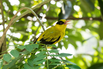 Black-naped Oriole or Oriolus chinensis