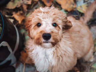 blonde cockapoo looking up, cute face