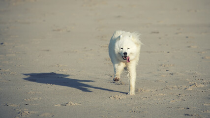 samoyed dog running on the beach