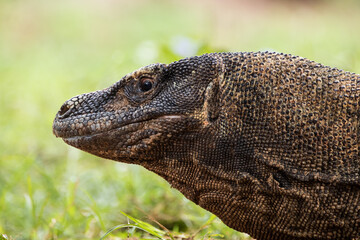 The Komodo dragon or Varanus komodoensis