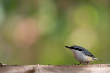 木の枝にとまるゴジュウカラ