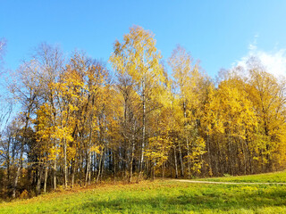 Fototapeta premium trees yellow leaves in autumn on blue sky background