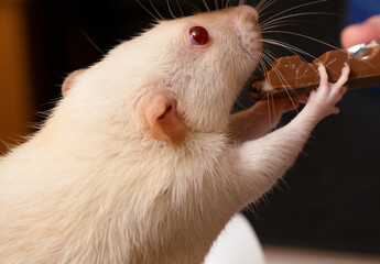 Adorable pet rat eating chocolate