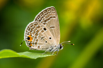 the butterfly in garden