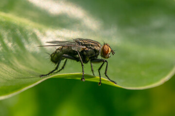 the common house fly in garden