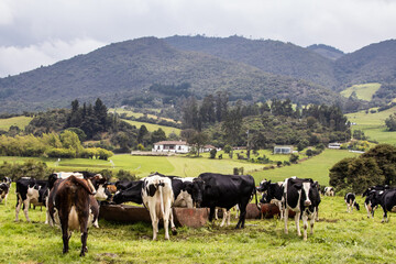 Herd of dairy cattle in La Calera in the department of Cundinamarca close to the city of Bogotá in...