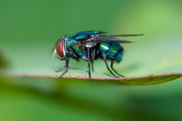 the common house fly in garden