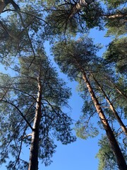 trees and sky