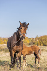 Obraz premium beautiful brown horse on a leash with its foal on a meadow on a sunny day