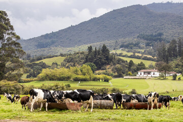 Herd of dairy cattle in La Calera in the department of Cundinamarca close to the city of Bogotá in...