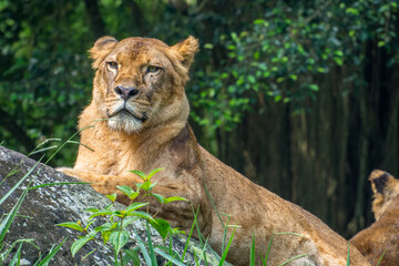 the lion in safari park