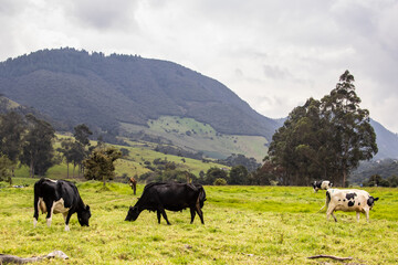 Herd of dairy cattle in La Calera in the department of Cundinamarca close to the city of Bogotá in...