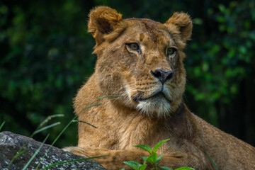 the lion in safari park
