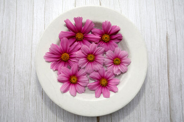 Fototapeta na wymiar Pink Flowers with plate and white, wooden, retro style background.