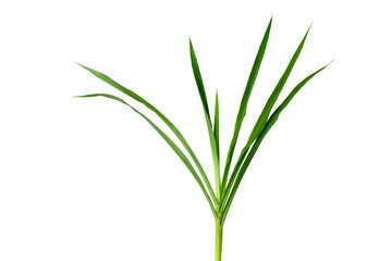 grass isolated on white