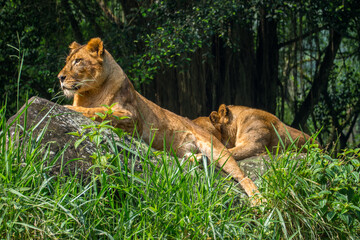 the lion in safari park