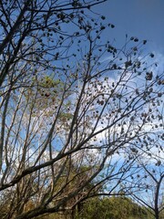 tree and sky
