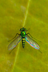 the common house fly in garden