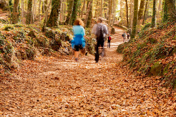 Fototapeta premium Paseo por un bosque otoñal