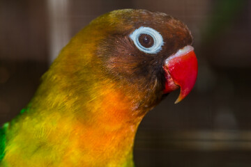 close up of lovebird