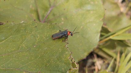 Käfer im Harz auf Blatt und Boden