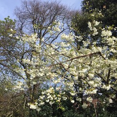 tree blossom