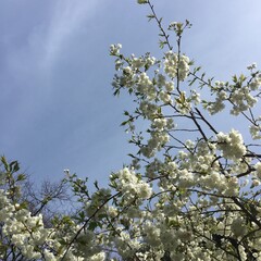 blossoming tree