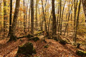 Bosque otoñal con muchos árboles

