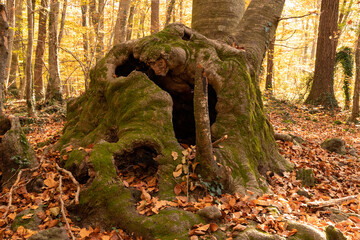Tronco de árbol en bosque otoñal
