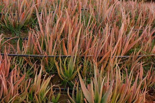 Aloe Vera, fresh leaf of Aloe Vera in farm garden natural green  Plantation for ingredient cosmetics